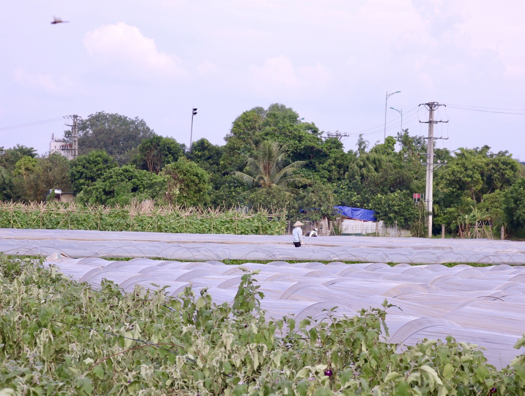 'Vựa rau' lớn nhất Hà Nội xác xơ sau bão
